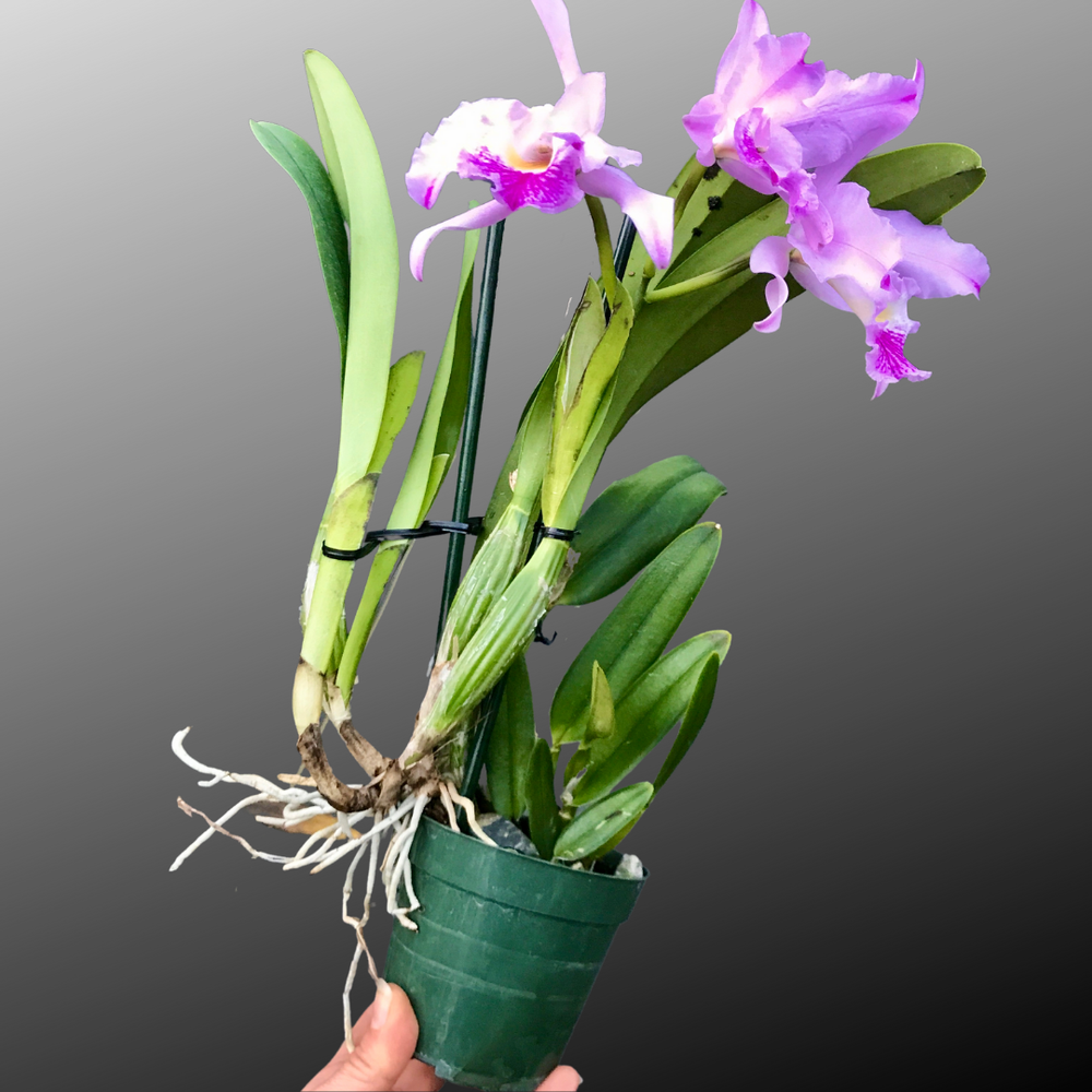 Lc. Indigo Mist 'Cynosure' x C. mossiae — Palmer Orchids